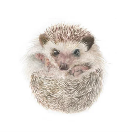 Hedgehog Fine Art Print