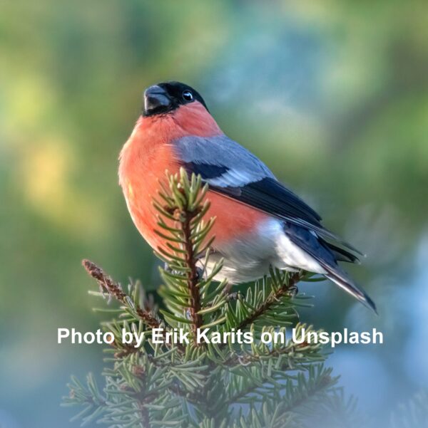 Bullfinch (male) crocheted tree decoration - ready to ship
