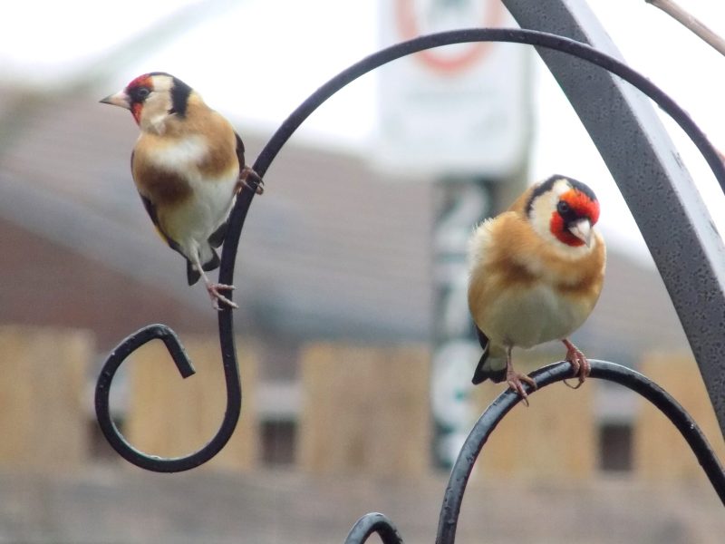 Goldfinch crocheted tree decoration - ready to ship