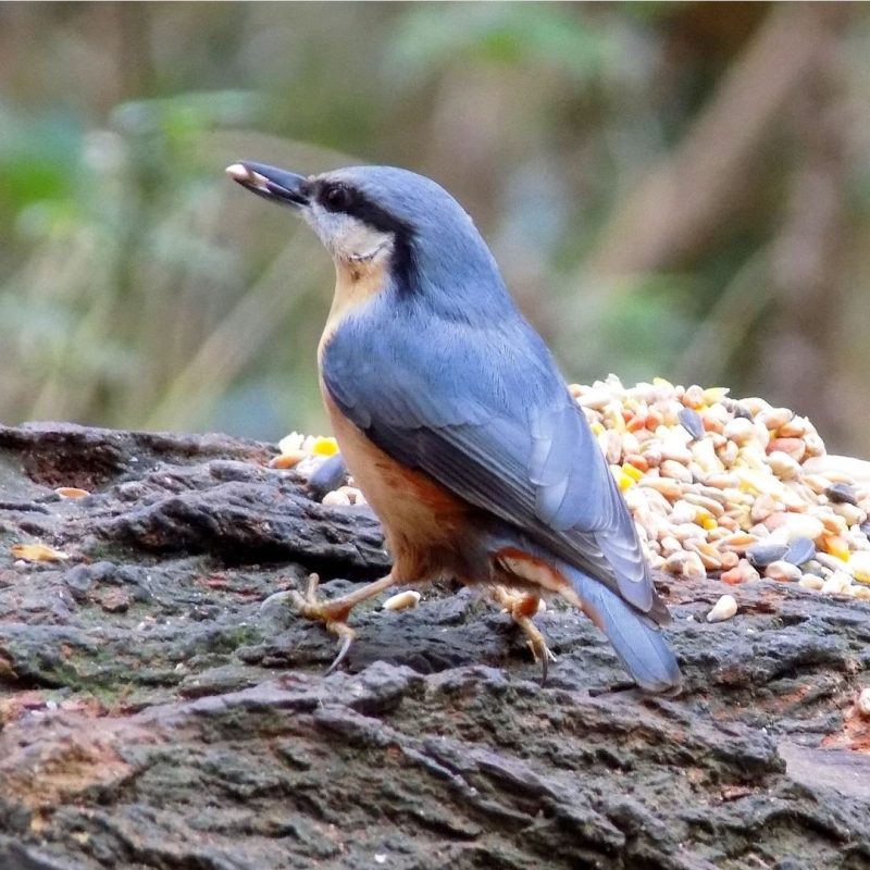 Nuthatch crocheted tree decoration - ready to ship