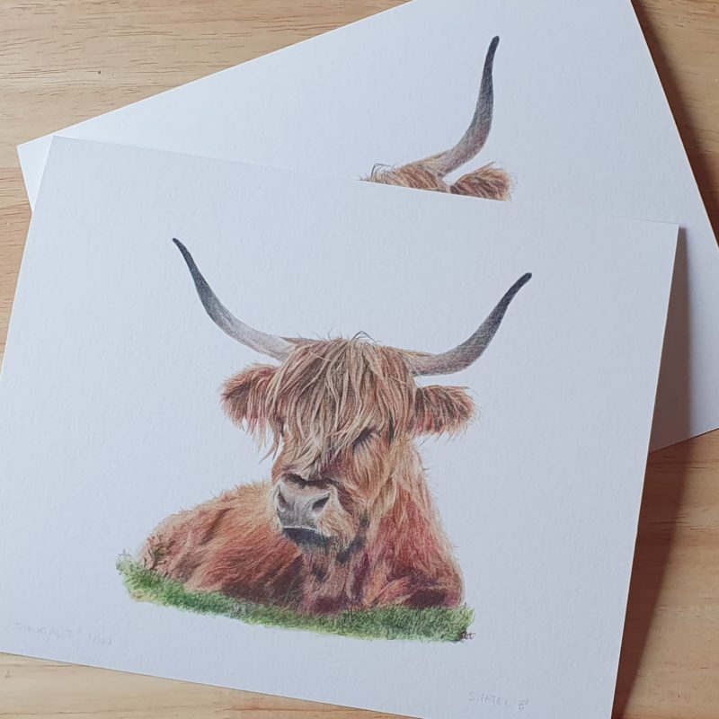 Highland Coo Wildlife Fine Art Print