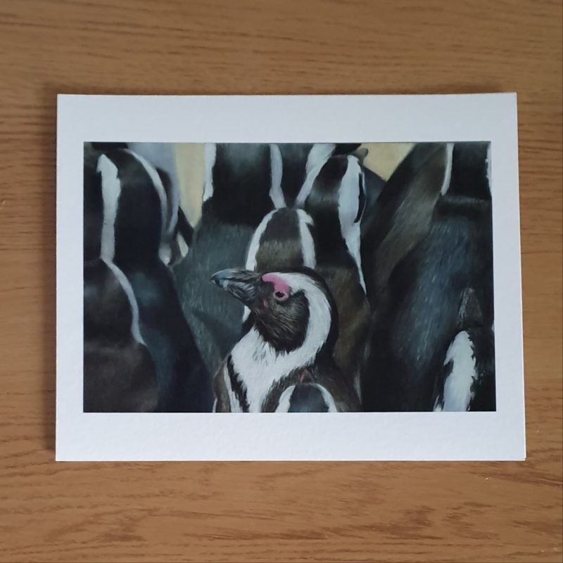 Penguin Wildlife Fine Art Print