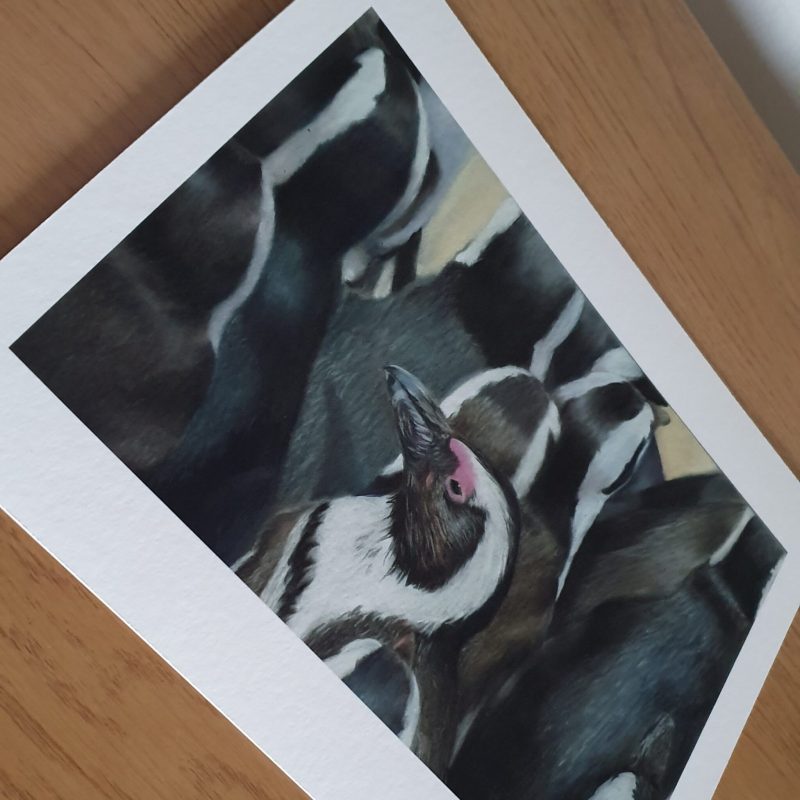 Penguin Wildlife Fine Art Print