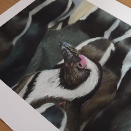 Penguin Wildlife Fine Art Print