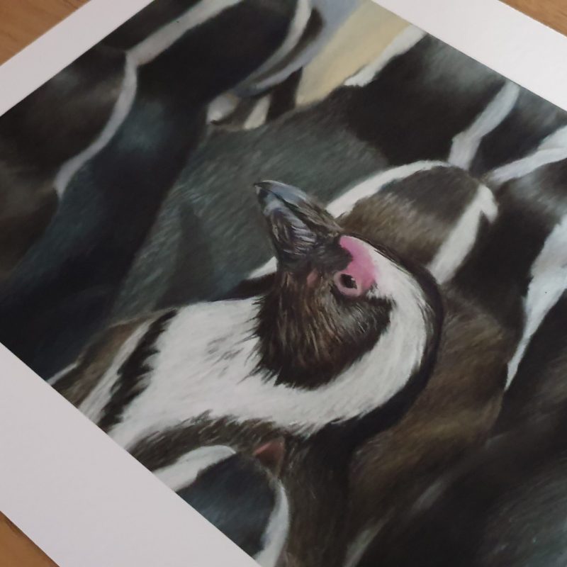 Penguin Wildlife Fine Art Print