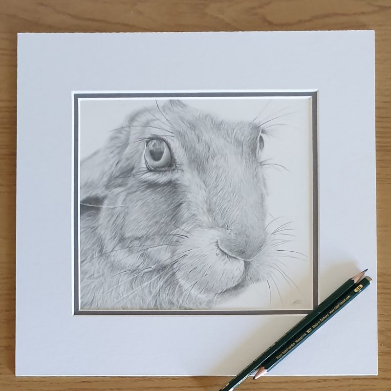Hare Drawing | Hand drawn British Wildlife Artwork | Graphite | 12 by 12 inches