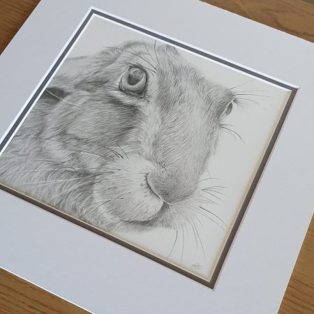 Hare Drawing | Hand drawn British Wildlife Artwork | Graphite | 12 by 12 inches