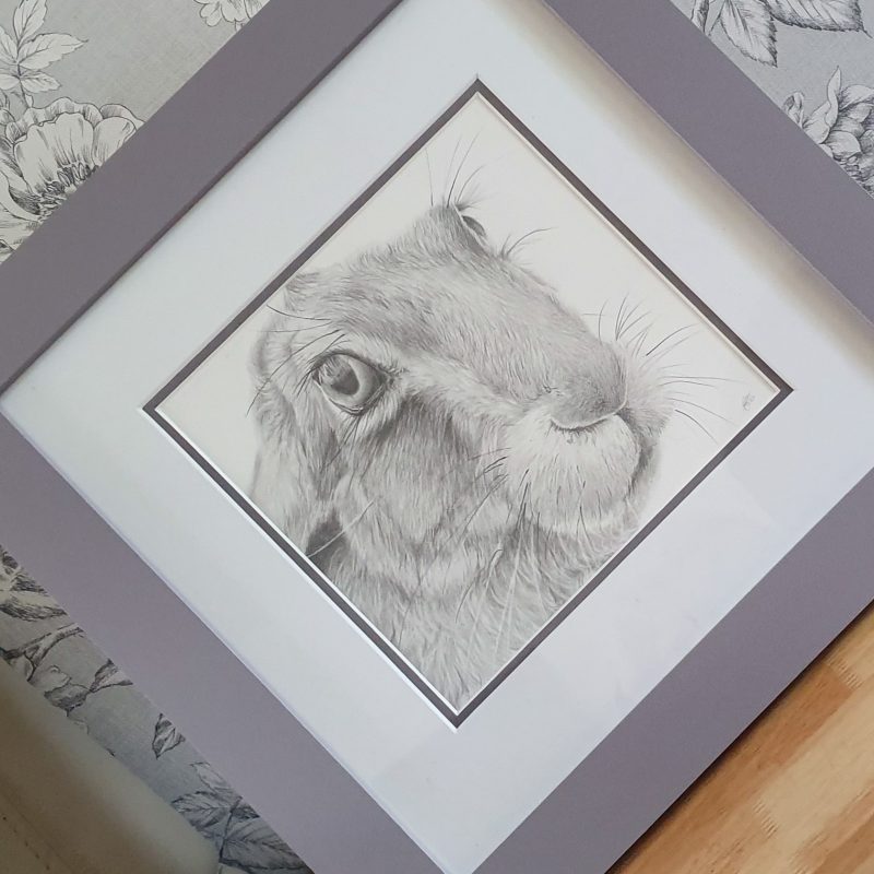 Hare Drawing | Hand drawn British Wildlife Artwork | Graphite | 12 by 12 inches