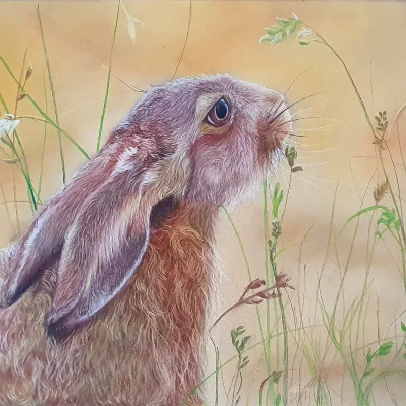 Hare - Stunning Fine Art Print of Original Wildlife Artwork