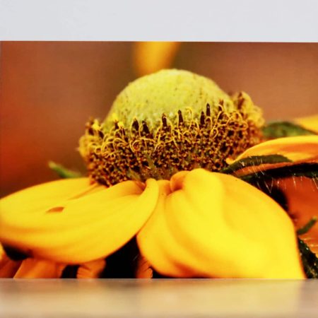 Greeting cards - A collection of four Summer flower themed photographic greeting cards
