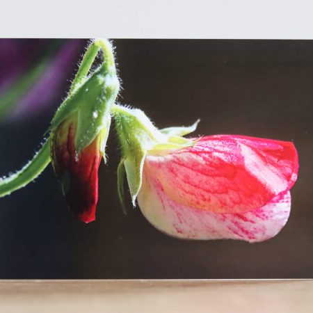 Greeting cards - A collection of four Summer flower themed photographic greeting cards