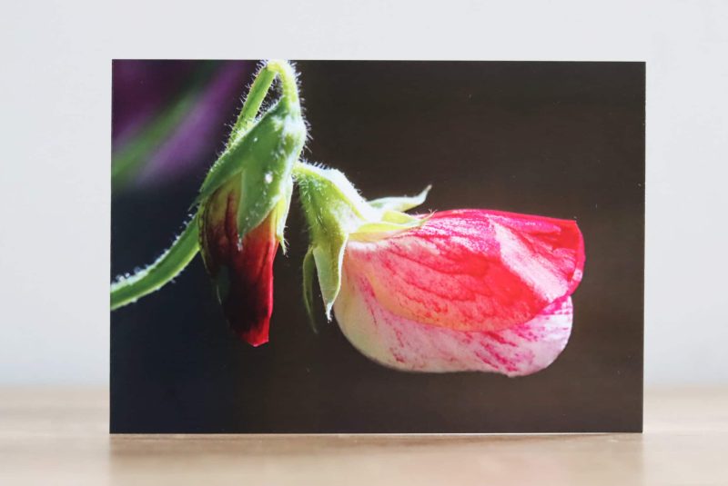 Greeting cards - A collection of four Summer flower themed photographic greeting cards