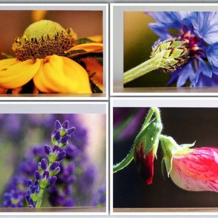 Greeting cards - A collection of four Summer flower themed photographic greeting cards