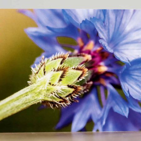 Greeting cards - A collection of four Summer flower themed photographic greeting cards