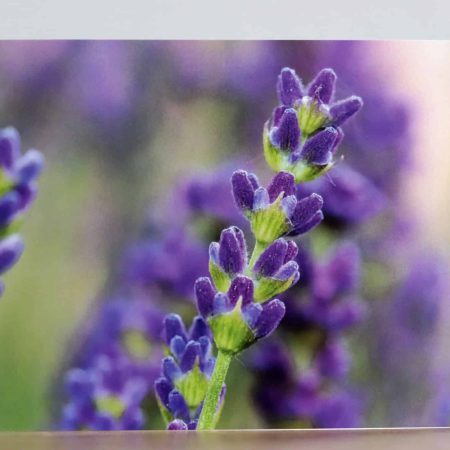 Greeting cards - A collection of four Summer flower themed photographic greeting cards