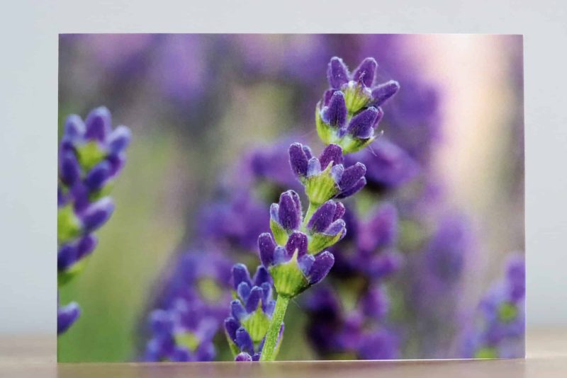Greeting cards - A collection of four Summer flower themed photographic greeting cards