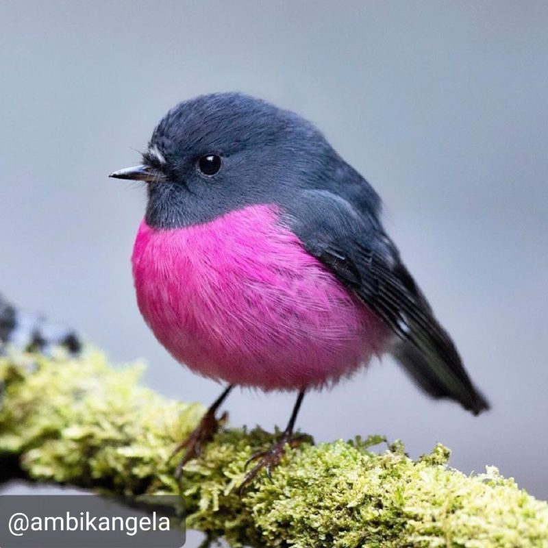 Australian Pink Robin crocheted tree decoration - ready to ship