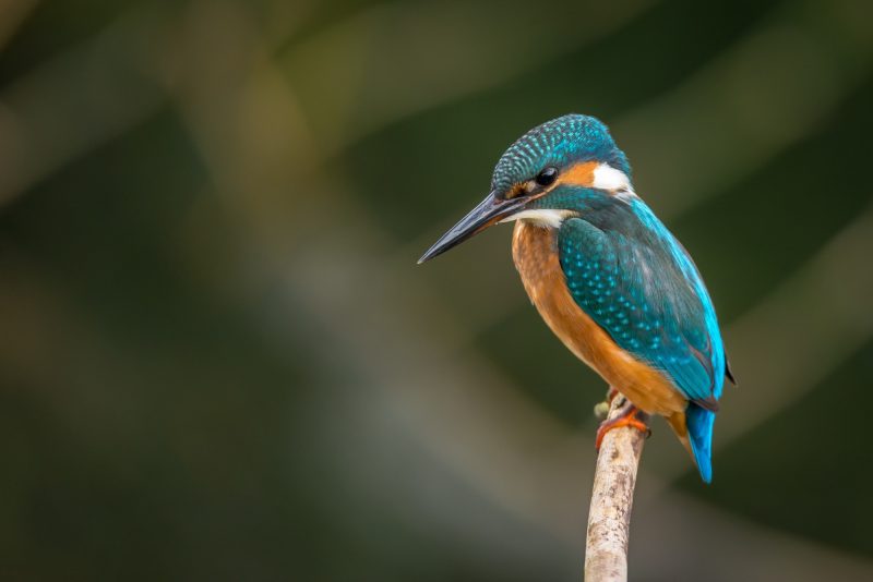 Kingfisher crocheted tree decoration - ready to ship