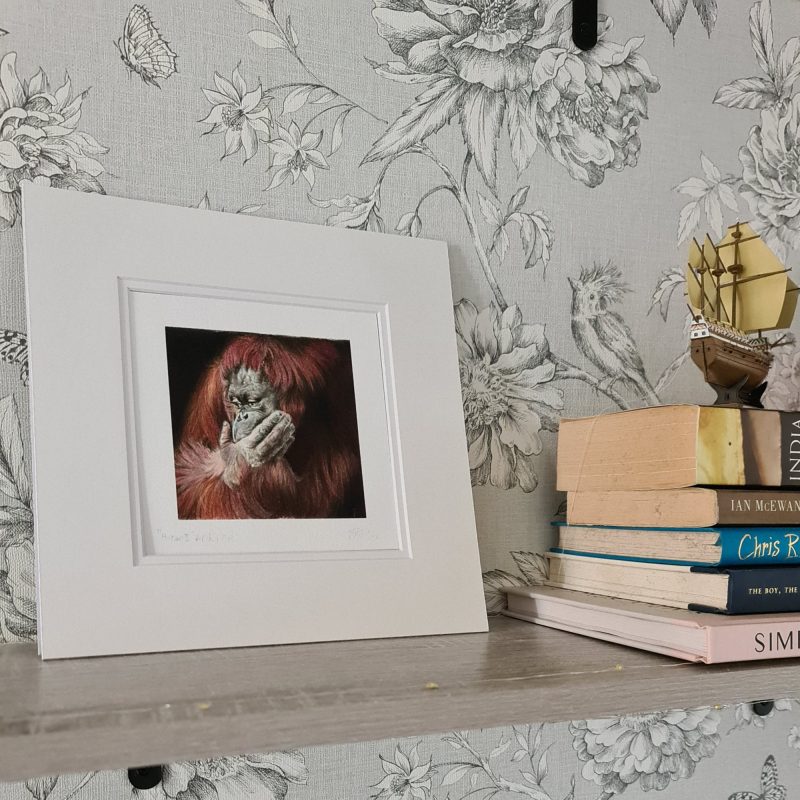 Orangutan Wildlife Fine Art Print