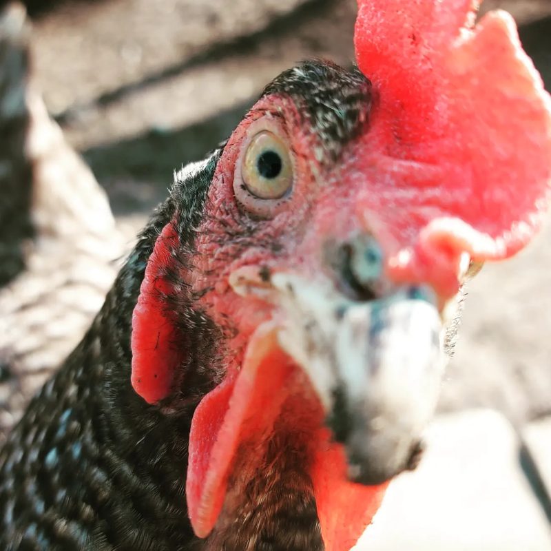 Mug - Chicken Mug - Clucking Fabulous