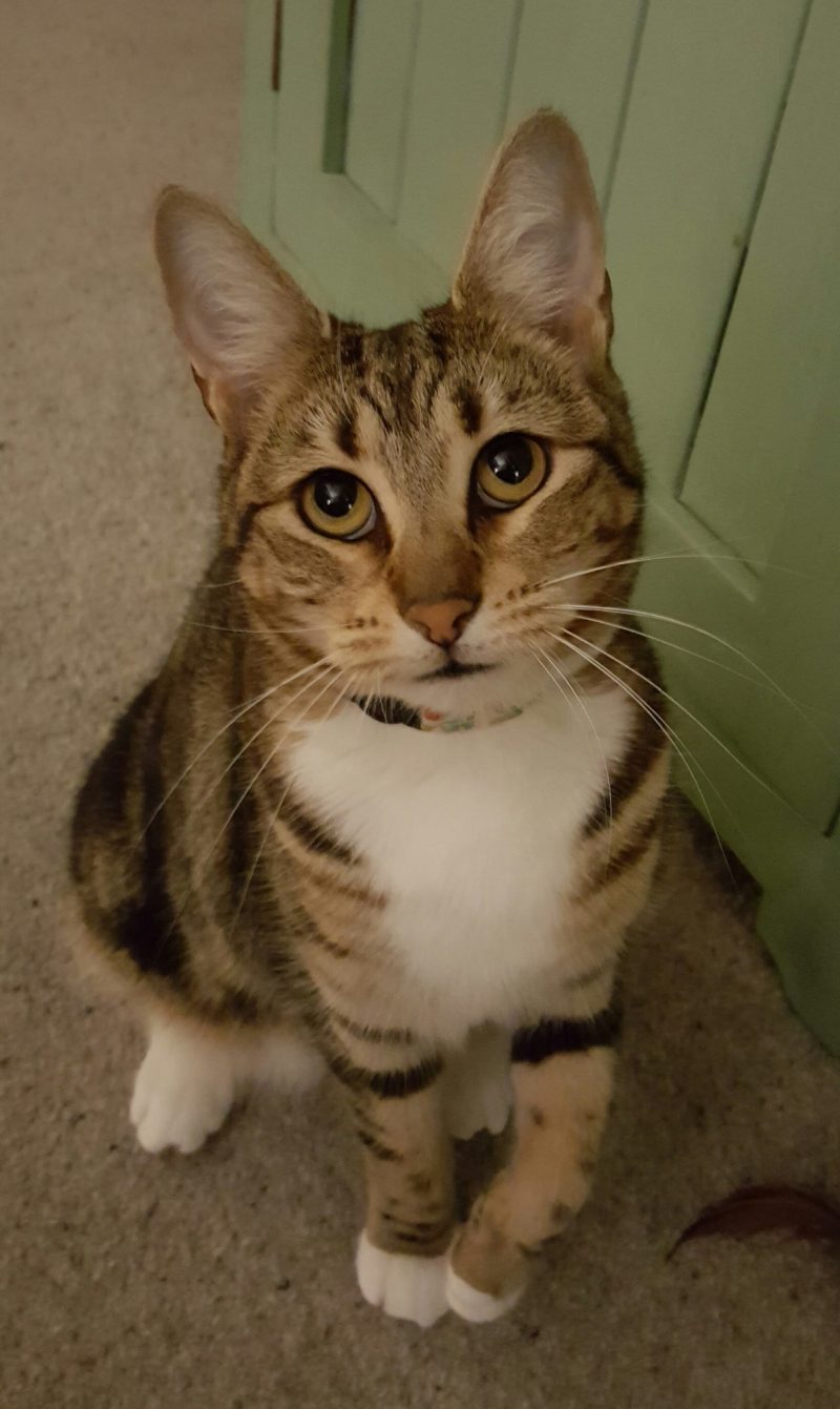 Mug - Cat Mug - Tabby Cat Mug