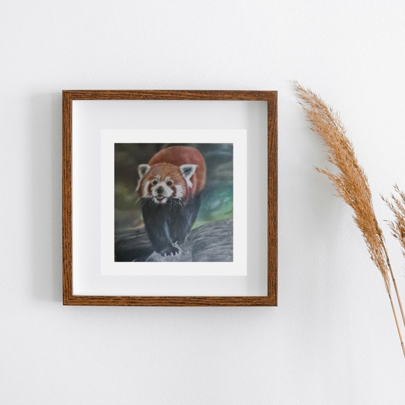 Red Panda Fine Art Print Square