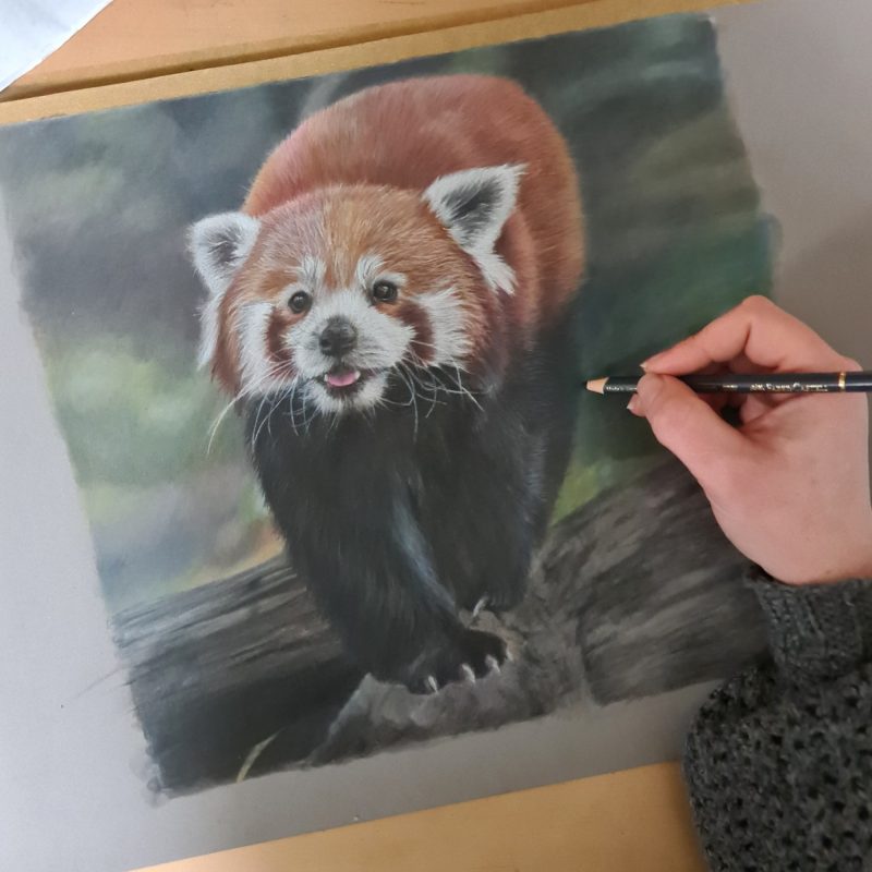 Red Panda Fine Art Print Square
