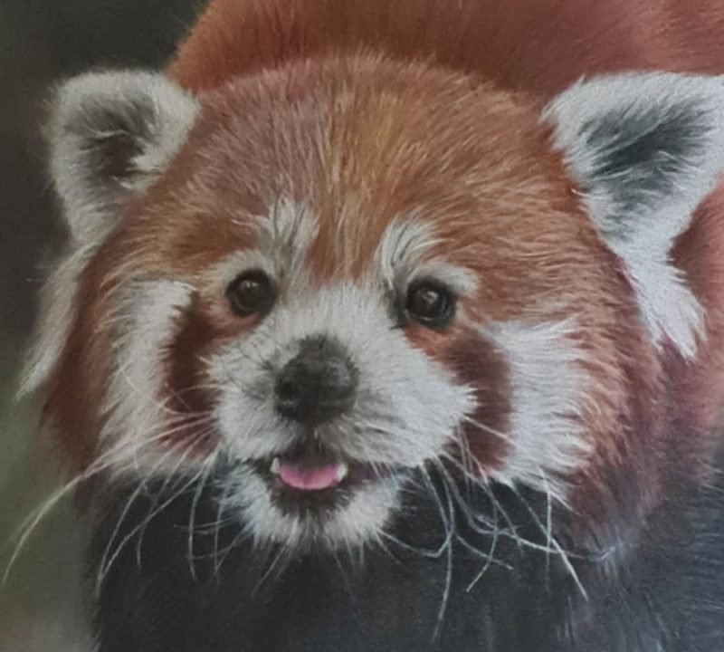Red Panda Fine Art Print Square