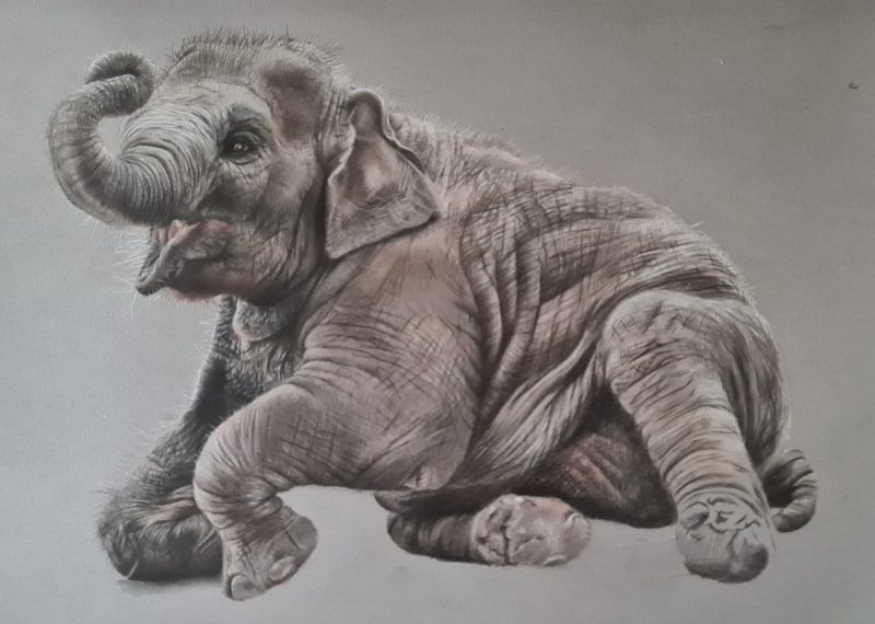 Elephant Fine Art Print