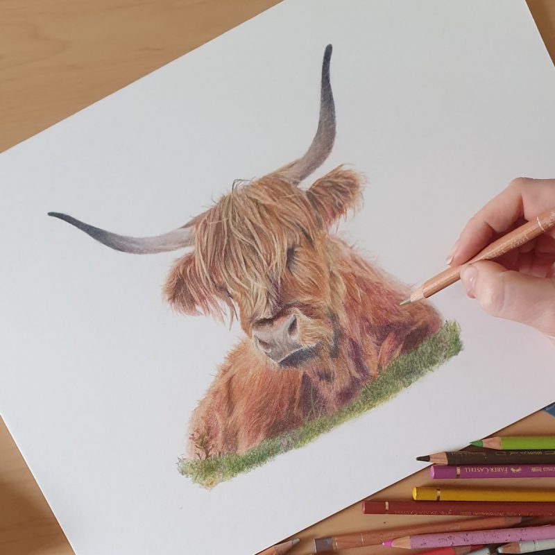 Highland Coo Wildlife Fine Art Print