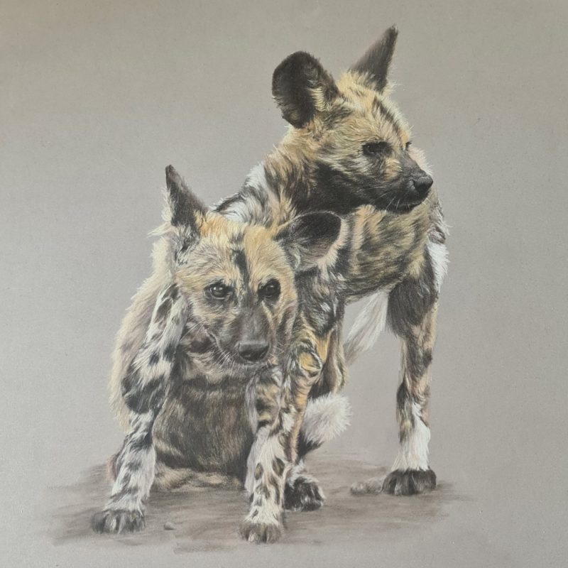 African Painted Dogs Fine Art Print