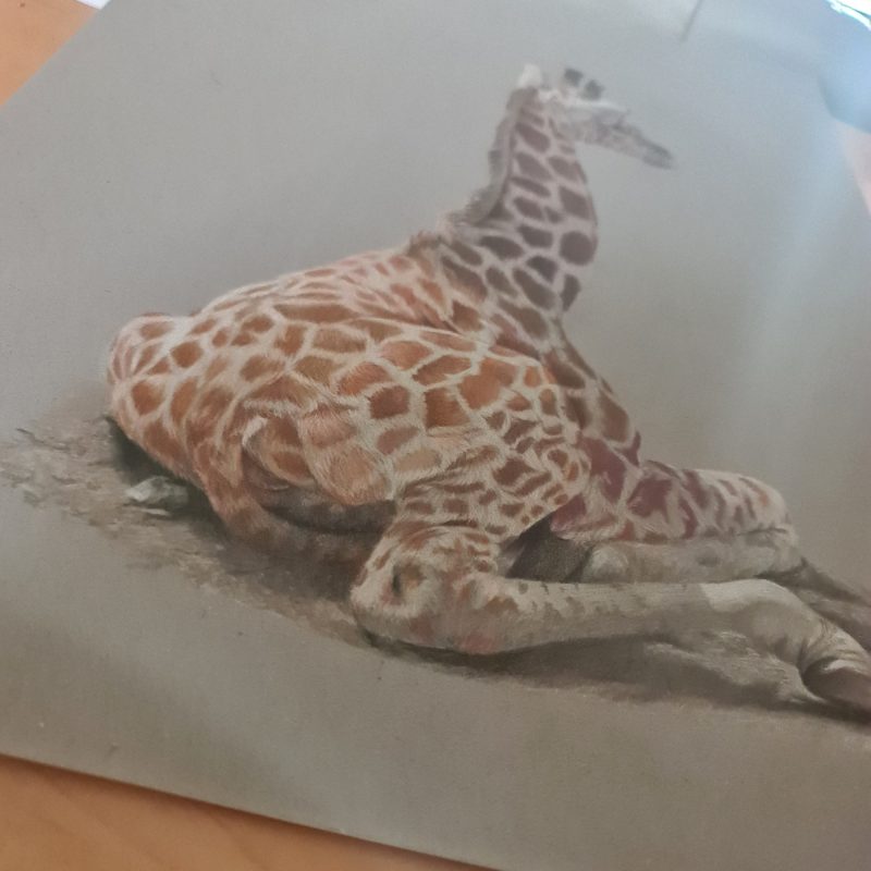 Baby Giraffe Fine Art Print