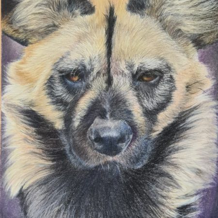 African Wild Dog Wildlife Fine Art Print