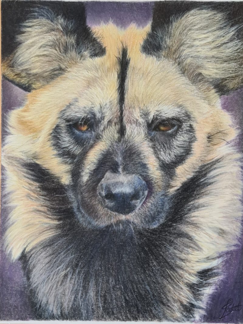 African Wild Dog Wildlife Fine Art Print