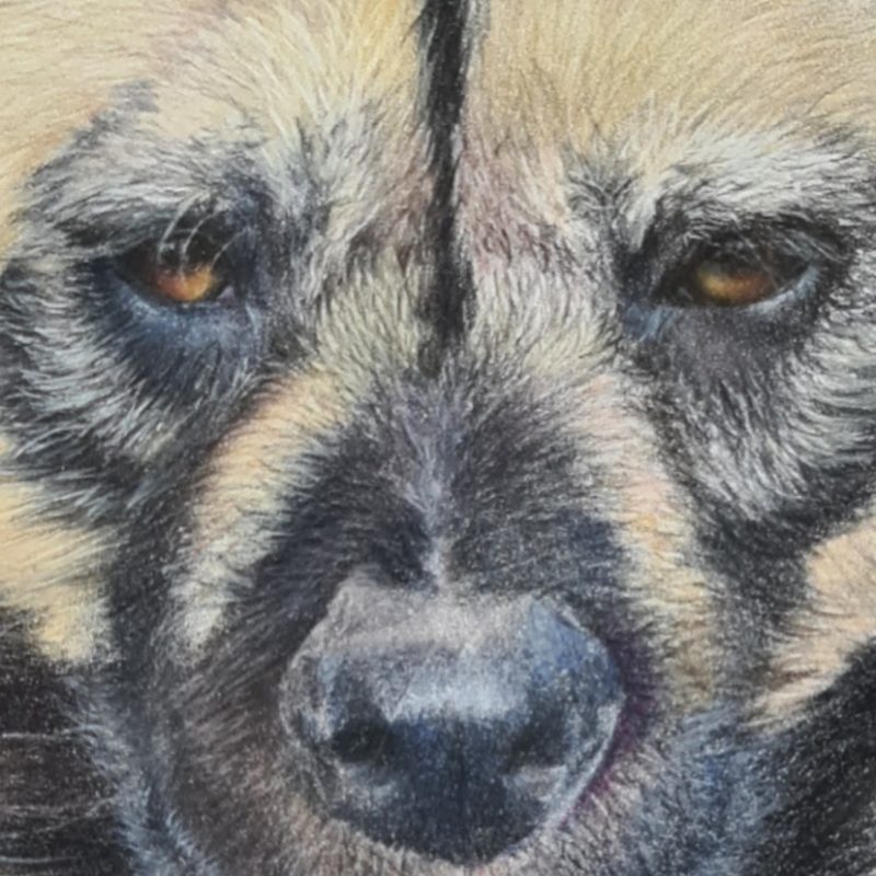 African Wild Dog Wildlife Fine Art Print