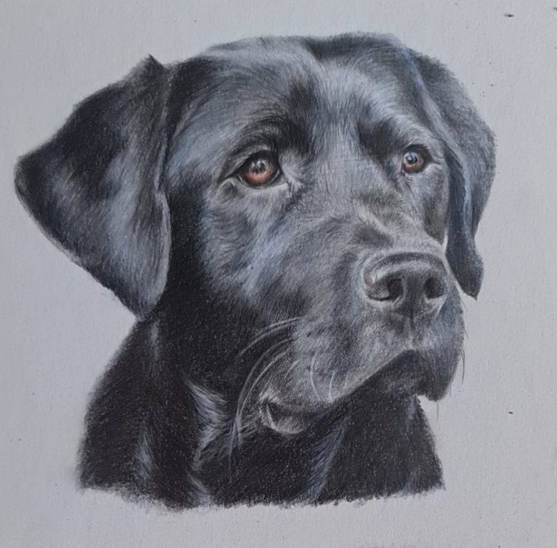 Mini Personalised Pet Portrait | 18 by 18 cm | Black Box Frame
