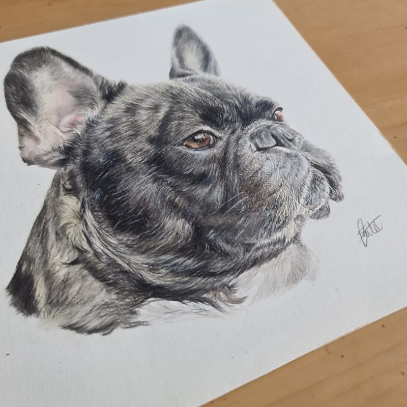 French Bulldog Framed Original Drawing | 18 by 18 cm | Black Box Frame