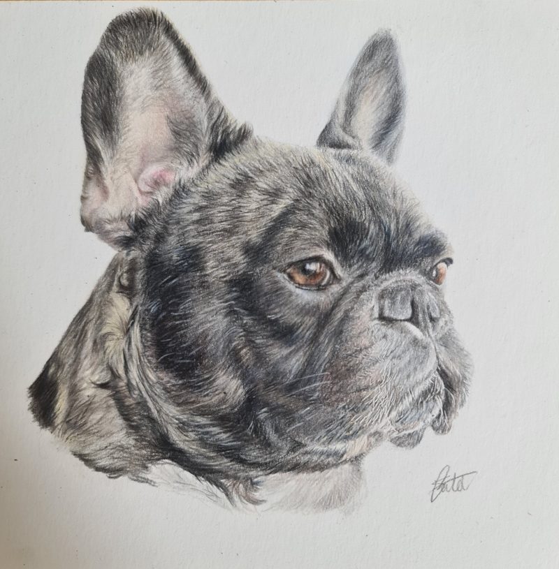 French Bulldog Framed Original Drawing | 18 by 18 cm | Black Box Frame