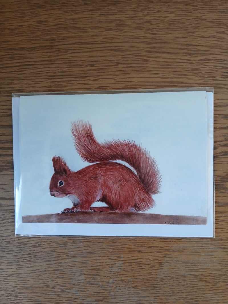 Red Squirrel Greetings card with white envelope, Red Squirrel blank card