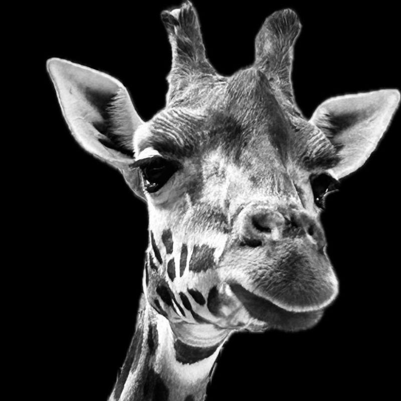 Grey Giraffe Creations