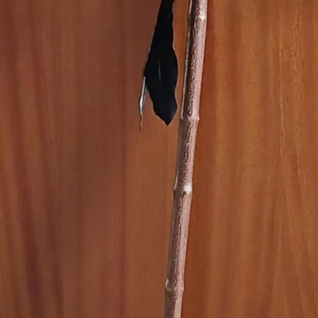Ragged Raven - handmade walking stick | raven skull | bind runes | LARP, Cosplay, theatre
