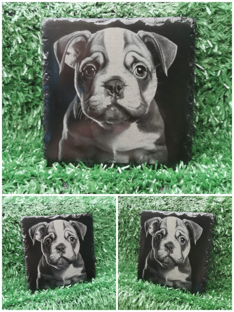 English Bulldog Puppy Slate Coaster, Square 100mm