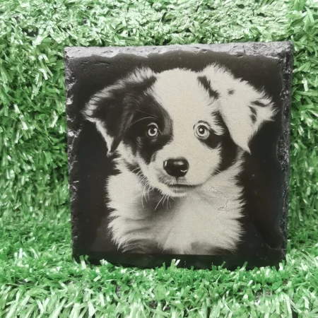Border Collie Puppy Slate Coaster, Square 100mm