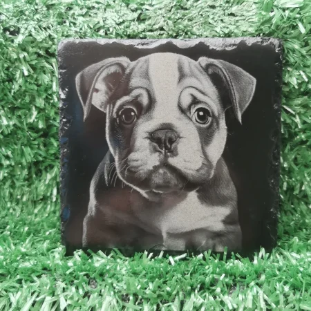 English Bulldog Puppy Slate Coaster, Square 100mm