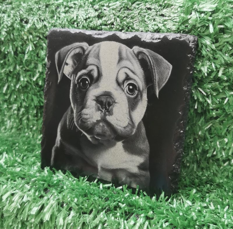 English Bulldog Puppy Slate Coaster, Square 100mm