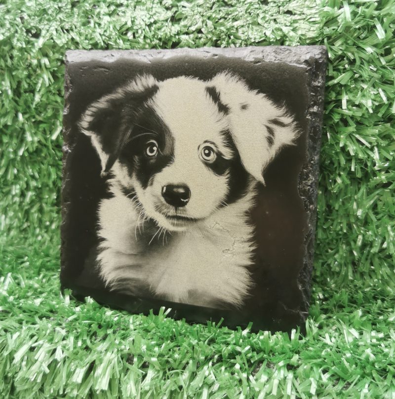 Border Collie Puppy Slate Coaster, Square 100mm