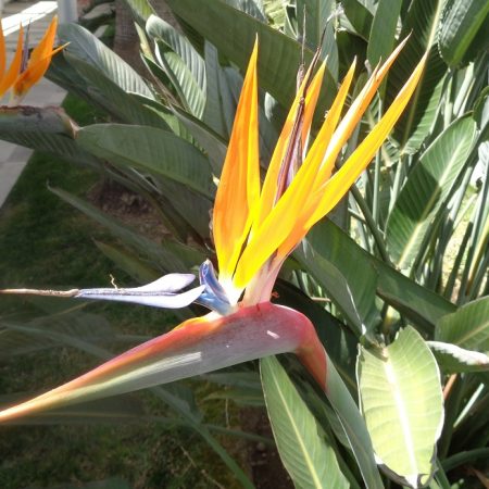 Bird of Paradise: 1000 piece jigsaw