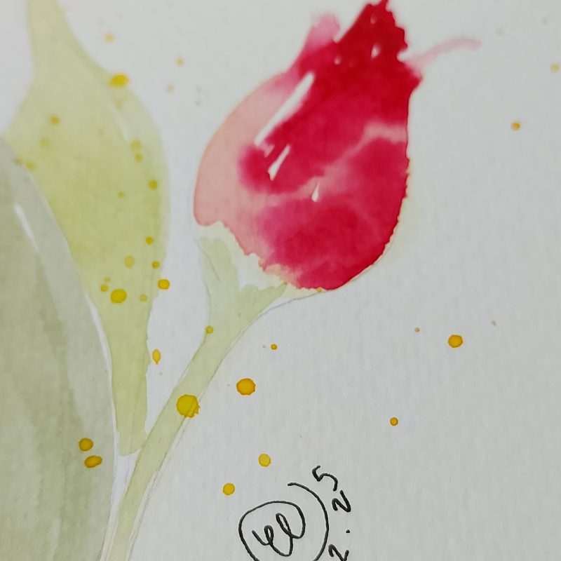 Tulip Delight, set of 4 postcards