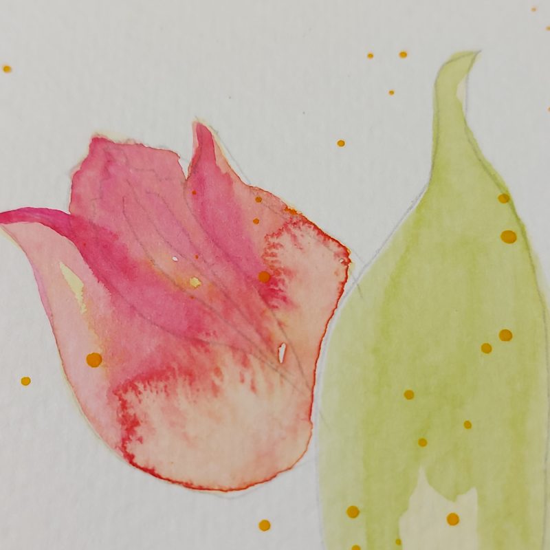 Tulip Delight, set of 4 postcards