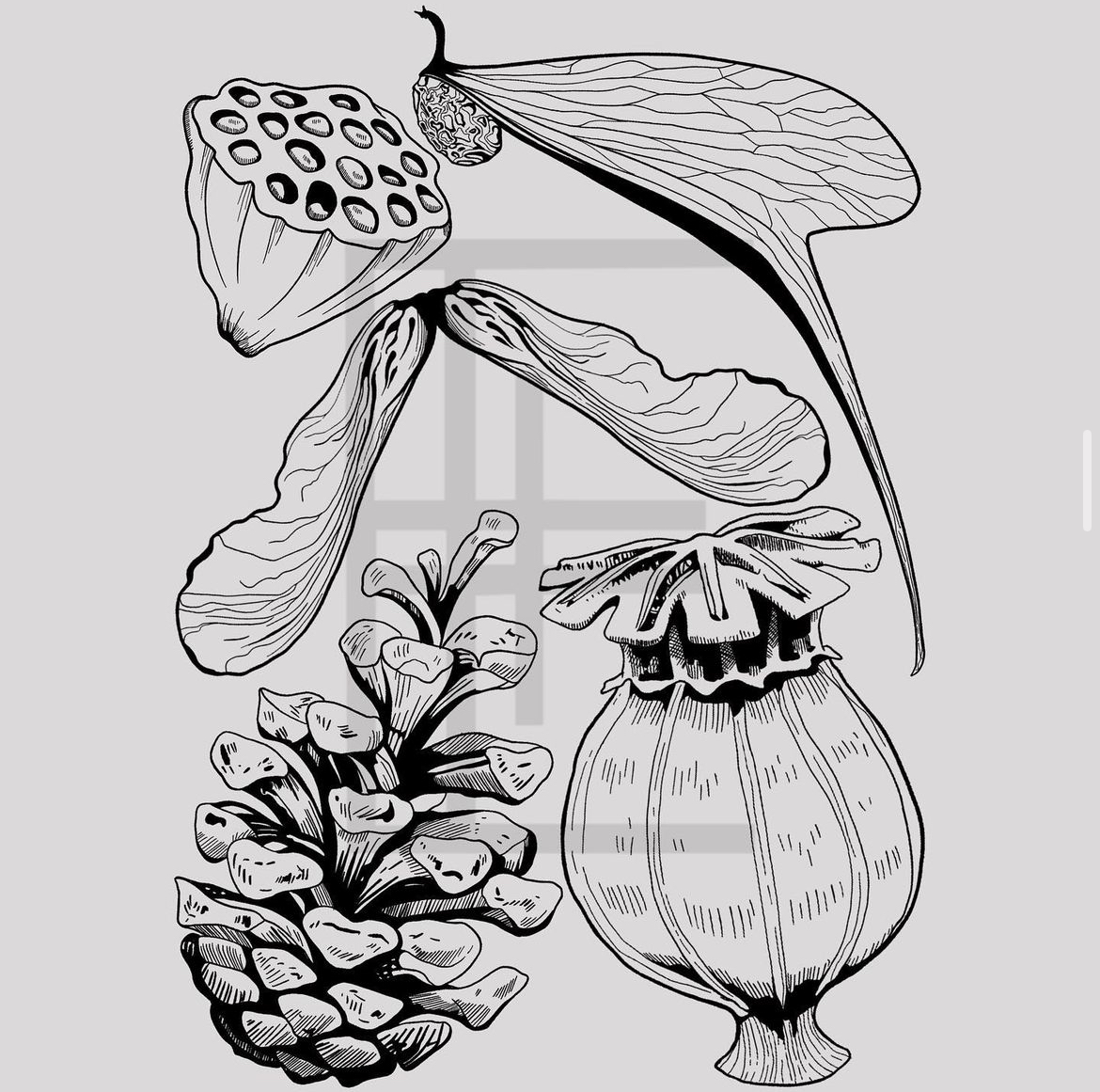 Blackwork Illustration A4 Print of Seeds of Life Flash Sheet